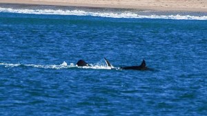Una orca solitaria mató a un tiburón blanco en menos de dos minutos y todo quedó captado en VIDEO