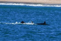 Una orca solitaria mató a un tiburón blanco en menos de dos minutos y todo quedó captado en VIDEO