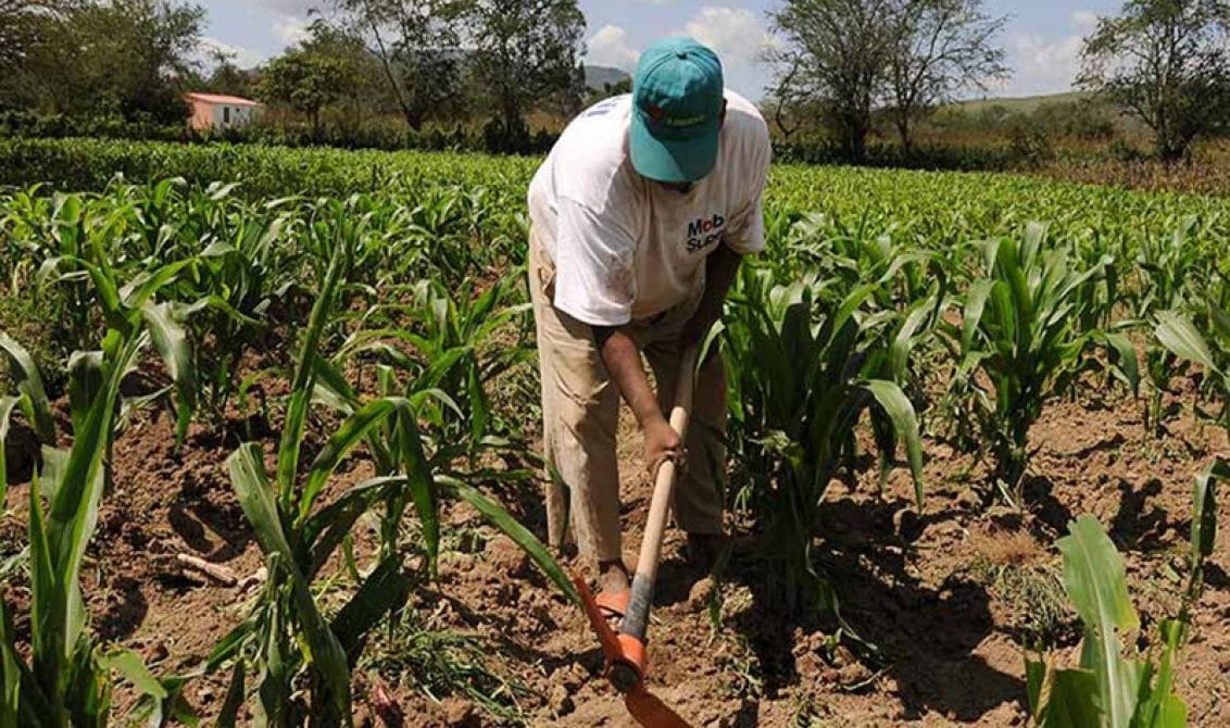 Sociedad de agrónomos propone para Venezuela un plan de agricultura climáticamente inteligente