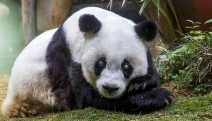 Muere Tan Tan, el panda más anciano de Japón, mientras esperaba su regreso a China