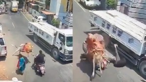 Toro suelto embistió a un motorizado y el VIDEO se hizo viral