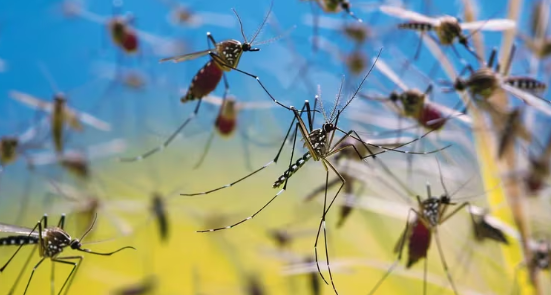 Invasión de mosquitos: cuatro factores que hacen que piquen más a ciertas personas