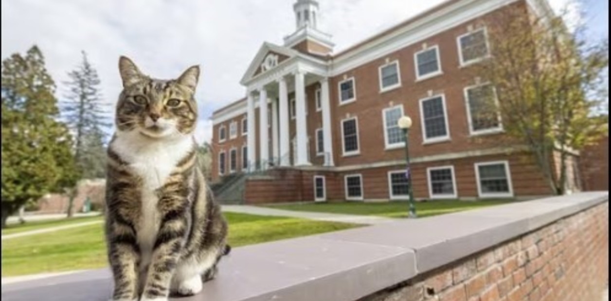 La única universidad de EEUU que otorgó un título honorífico a un gato