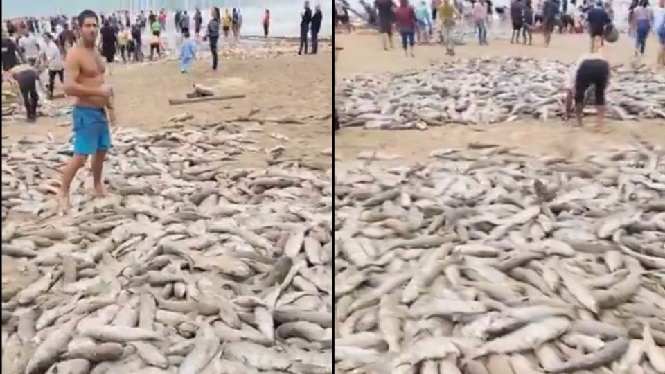 VIDEO: turistas se cruzan con miles de peces varados en la playa brasileña