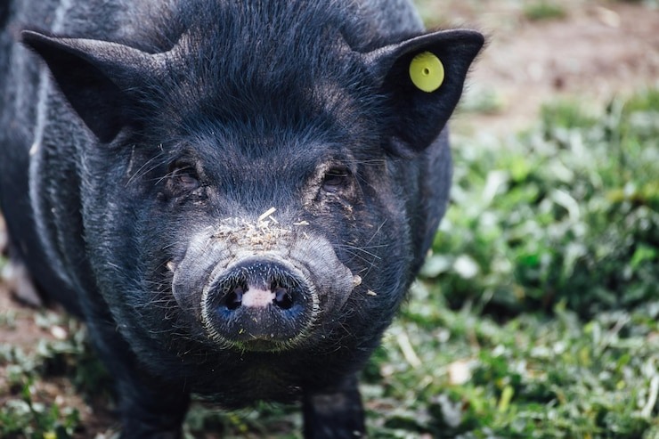 Intentó darle de comer a su cochino, pero el animal lo atacó y lo mató