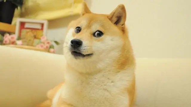 Muere Kabosu, la perrita japonesa detrás del meme de Doge