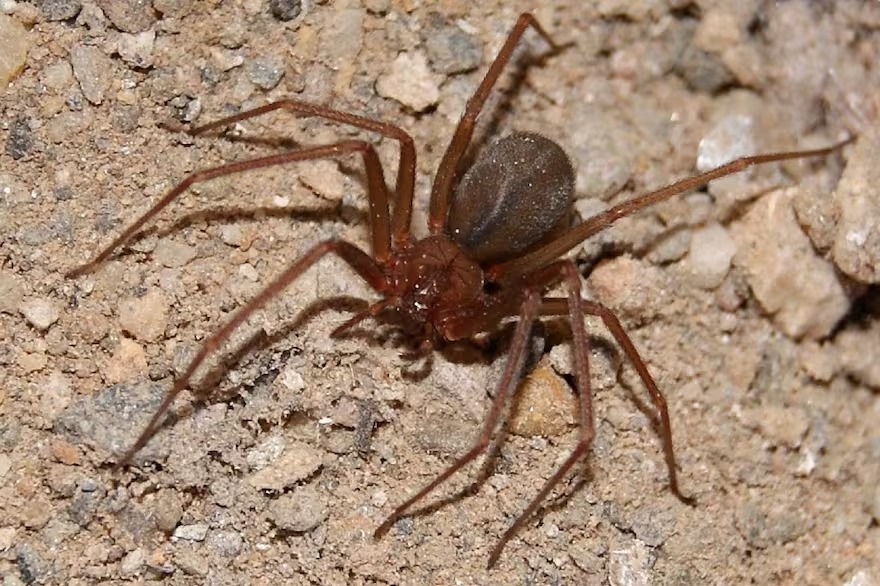 Mujer fue mordida por una araña venenosa en Kansas y reveló lo que le ocurrió a su cuerpo