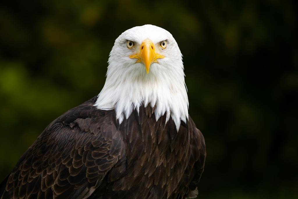 Senado de EEUU finalmente declara al águila calva como ave nacional oficial