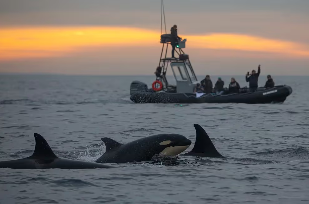 ¿Qué está llevando a las orcas a atacar embarcaciones en el estrecho de Gibraltar?